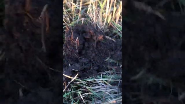 АКА Сигнум 7272 МФТ