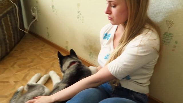 ХАСКИ голубые глазки! HUSKY PUPPY PashaNastya Vlog смотреть онлайн