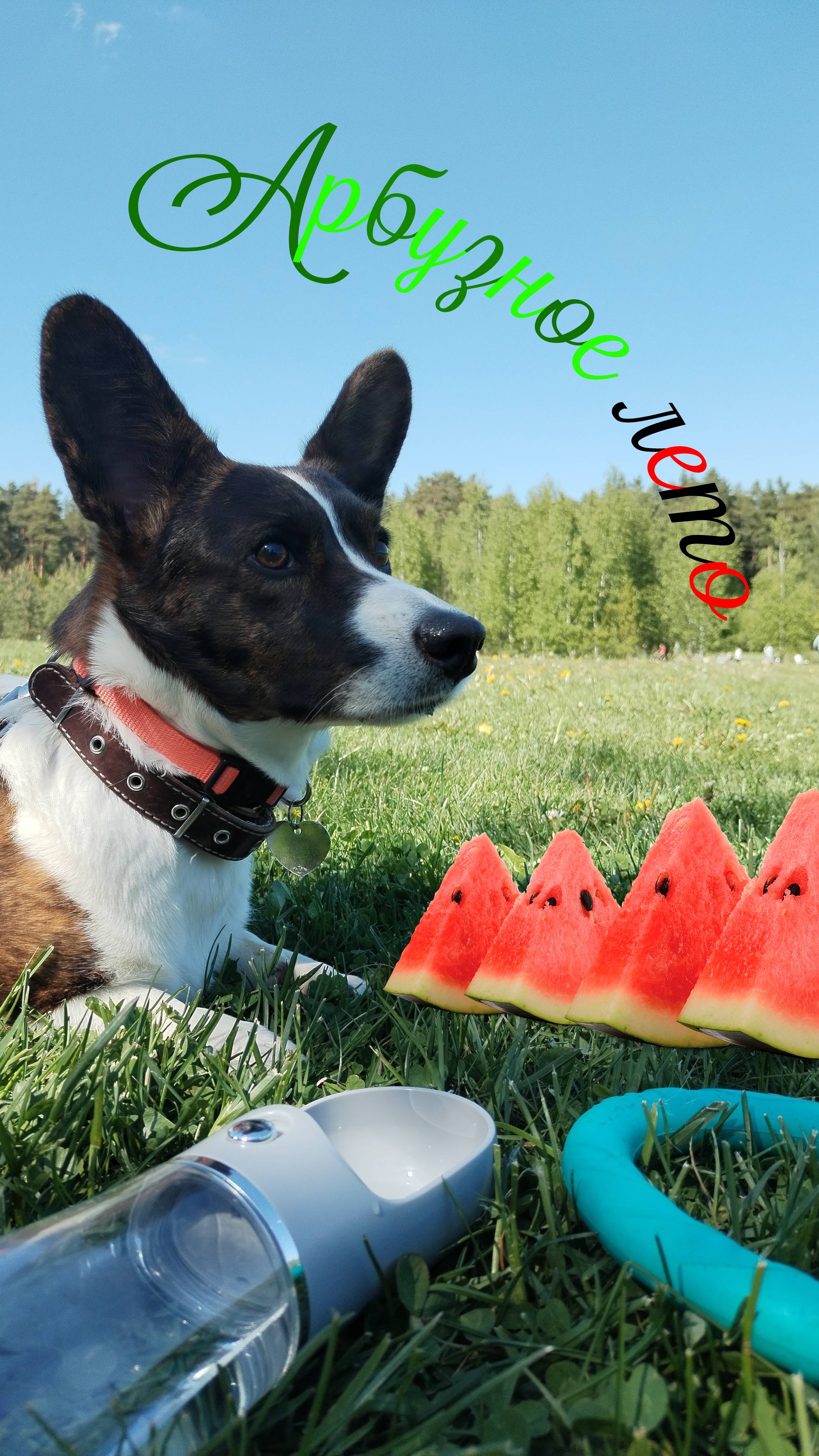 Лето - это арбуз! смотреть онлайн