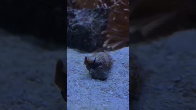 Морской аквариум, отшельник меняет раковину смотреть онлайн