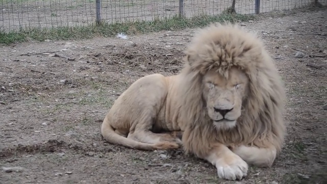 Как львица соблазняла белого льва Чипа ! смотреть онлайн