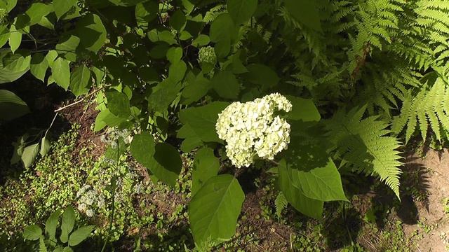 Релакс - зелень, цветы, облака смотреть онлайн