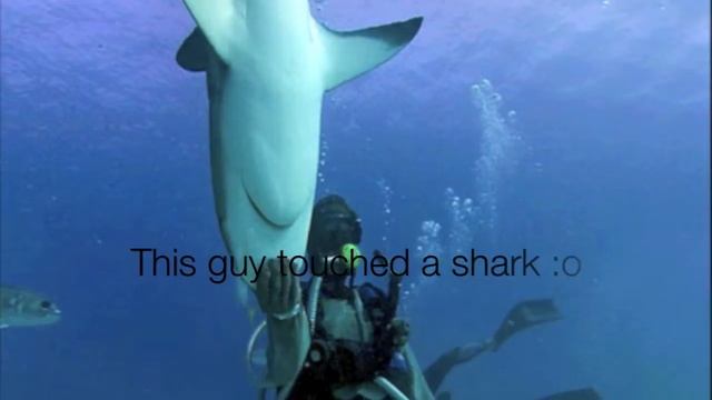 Sharks