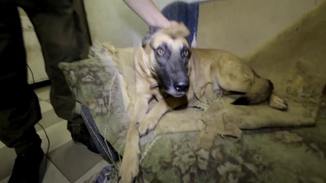 Можно ли наказывать собаку? смотреть онлайн