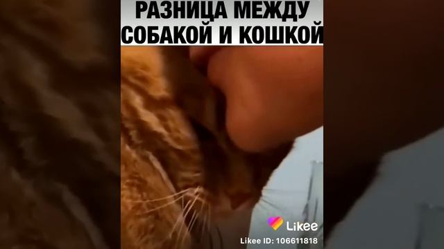 Отличия собаки и кошки смотреть онлайн