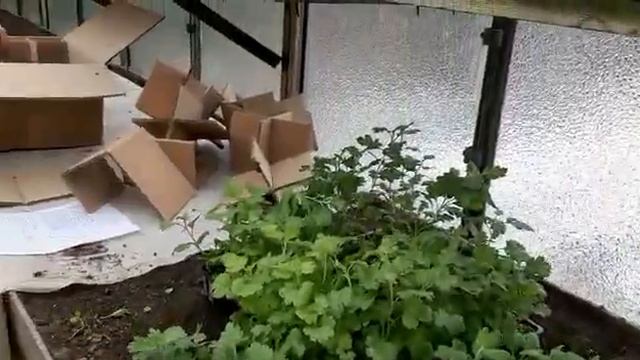 Распаковка! Размножение и посадка хризантем. смотреть онлайн