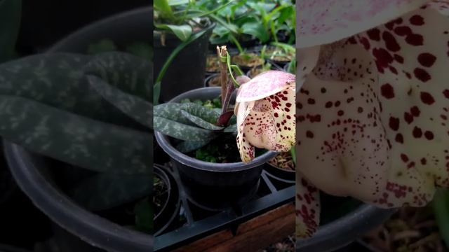 Paphiopedilum bellatulum ( #orquidea #inbloom ) смотреть онлайн