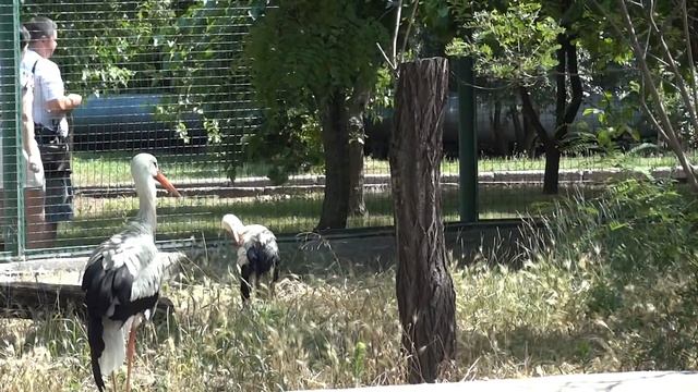 White stork✅Ciconia ciconia?Аист белый смотреть онлайн