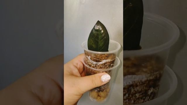 Эсхинантус Мога Лиза ! чудо-чудесное ))) ❤️ смотреть онлайн