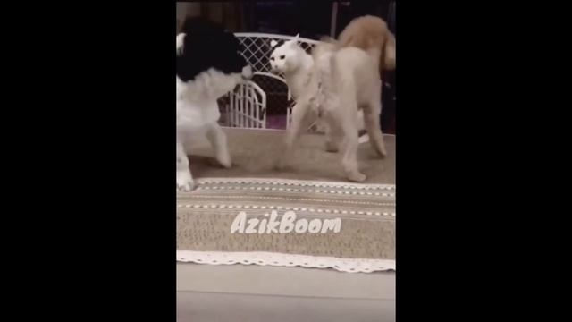 NAJIMBEE 16_soni смотреть онлайн