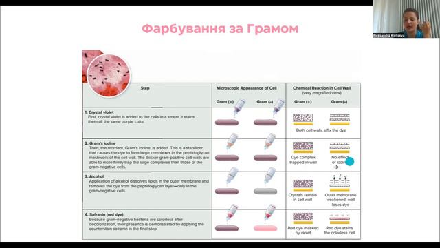 Мікробіологія. Складні методи фарбування. смотреть онлайн