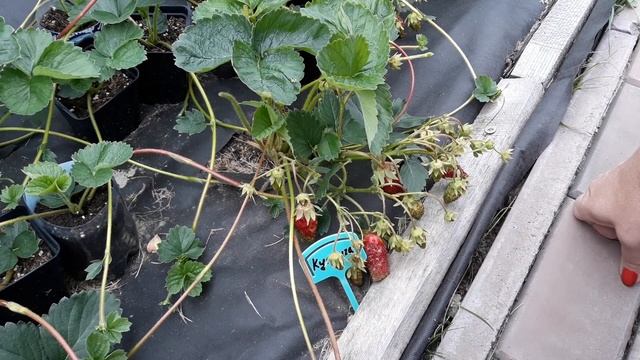 Купчиха - клубника, описание сорта (Российский сорт)