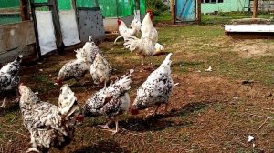 Пушкинская порода кур!!! Три семьи Пушкинских кур!!!