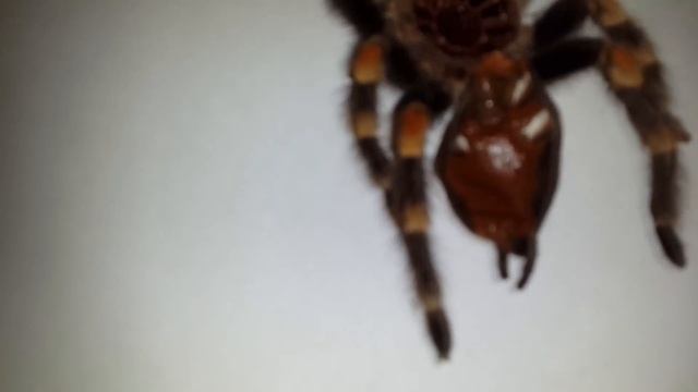 Полиняла Brachypelma Smithi, определяем пол!!!