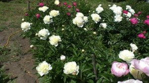 Пион  Laura Dessert