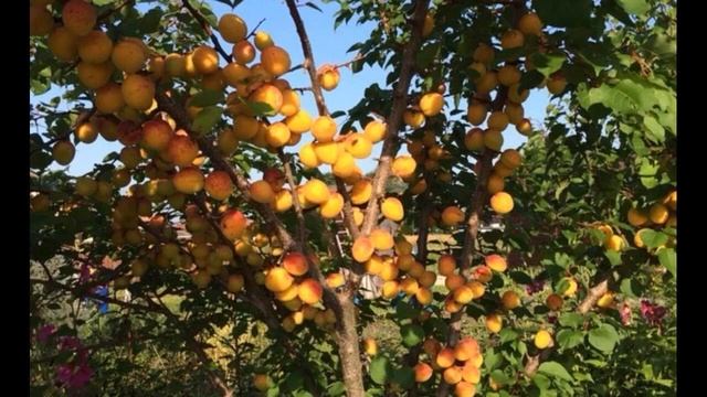 Как вырастить абрикос из косточки в домашних условиях смотреть онлайн