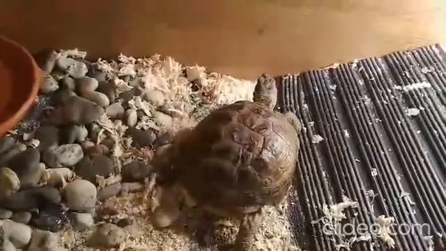 Среднеазиатская сухопутная черепаха КЕША проснулся Turtle KESHI has water treatments and breakfast смотреть онлайн