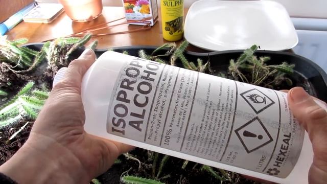 How To Save A Dragonfruit Cactus - Hylocereus From A Bad Case Of Mealybug