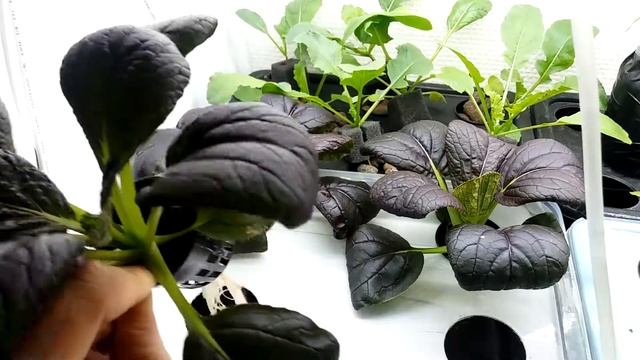 Hydroponic Purple Lady Pak Choi Seed To Harvest смотреть онлайн