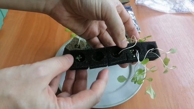 Выращивание на подоконнике: рассада на минеральной вате и поролоне. смотреть онлайн