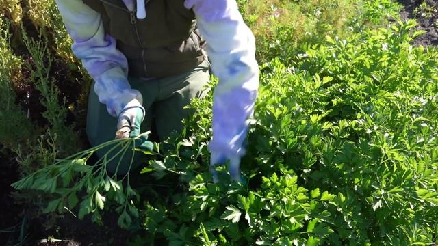 Thanksgiving Is BIG MONEY At The Farmers Market | Vlog смотреть онлайн
