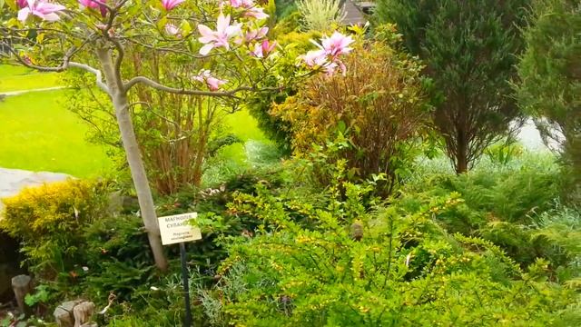 Желтое чудо природы и ленивый павлин смотреть онлайн