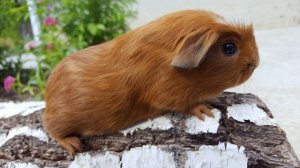 Воняют ли морские свинки?