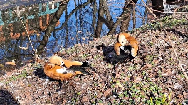 INTERESTING NEARBY / ПАРКИ МОСКВЫ / ИНТЕРЕСНОЕ ВИДЕО С ЖИВОТНЫМИ /  УДИВИТЕЛЬНОЕ РЯДОМ