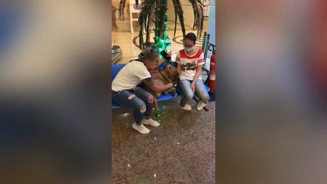 Животные на улицах Турции. Анталья, 25 мая 2021 год. Adonis Hotel 5* Turkey смотреть онлайн