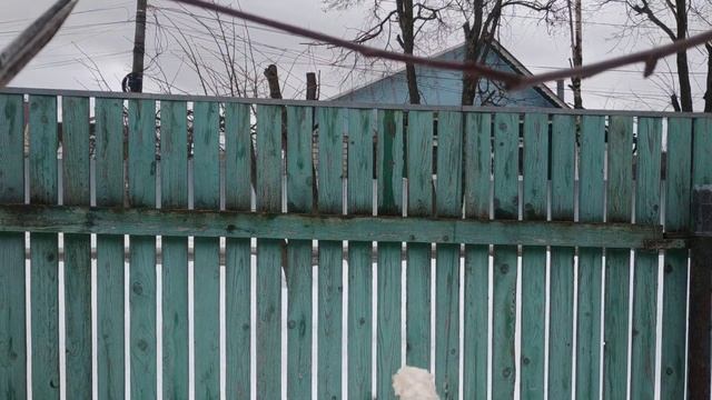 Как правильно обрезать ветви плодовых деревьев.Шаг 3 к правильной обрезке. смотреть онлайн