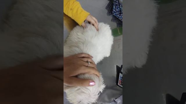 Как щенку делают прививку, смотреть онлайн