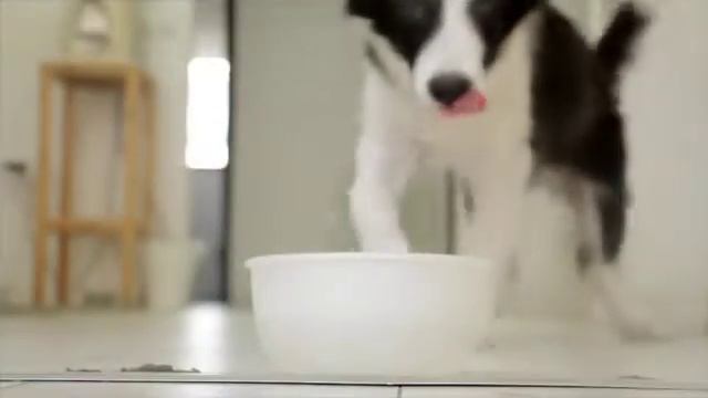 |??????? ????||cute baby dogs barking||cute dogs barking| Faiting||cute dogs|| 2022 смотреть онлайн