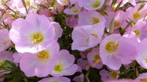 Энотера розовая.