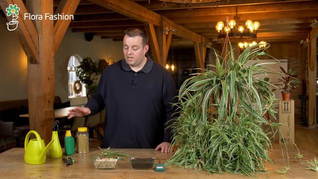 Tips voor de verzorging van je Graslelie (Chlorophytum) смотреть онлайн