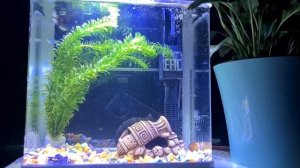 Запуск аквариума 10 литров для гуппи. Мои первые гуппи.