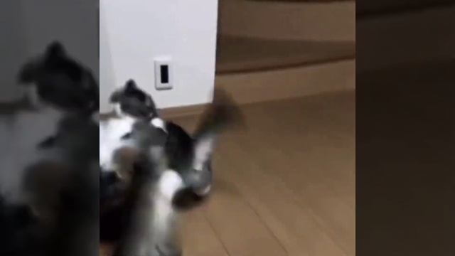 Коты как смысл жизни, мяу. смотреть онлайн