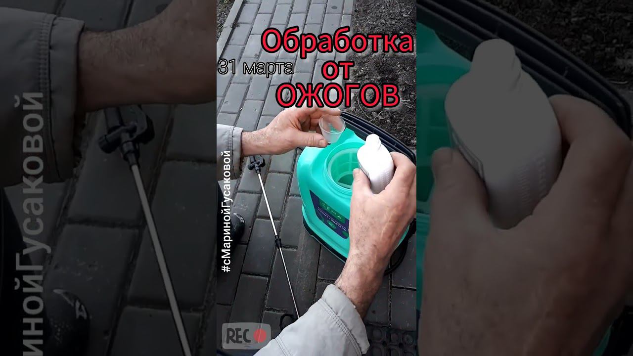 Чем ОБРАБОТАТЬ САД весной. ЗАЩИТА ХВОЙНИКОВ ОТ СОЛНЕЧНОГО ОЖОГА | с Мариной Гусаковой 31 марта смотреть онлайн