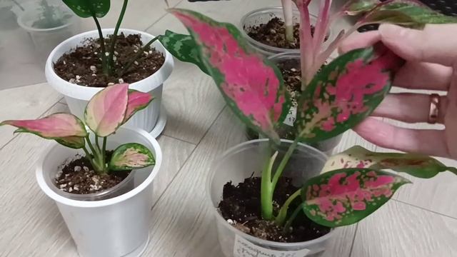 Аглаонемы в моей коллекции.Делюсь опытом!!!! смотреть онлайн