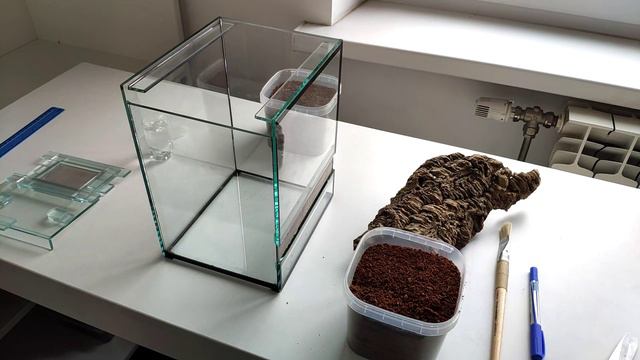 Пересадка и подготовка террариума для паука птицееда. От А до Я. смотреть онлайн