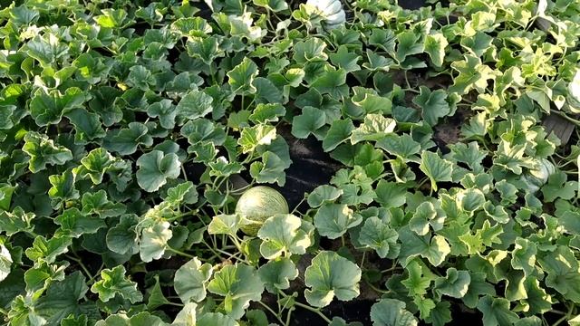 Дыня "Злато скифов Ф1" выращиваем в 3-4 климатической зоне. Конец июля. смотреть онлайн