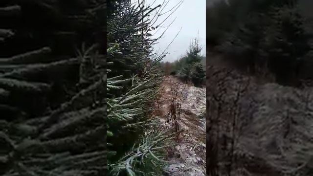 работа молодых лаек по лосю. 2020г