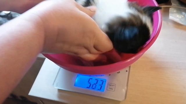 Щенки папильона, 5 недель смотреть онлайн