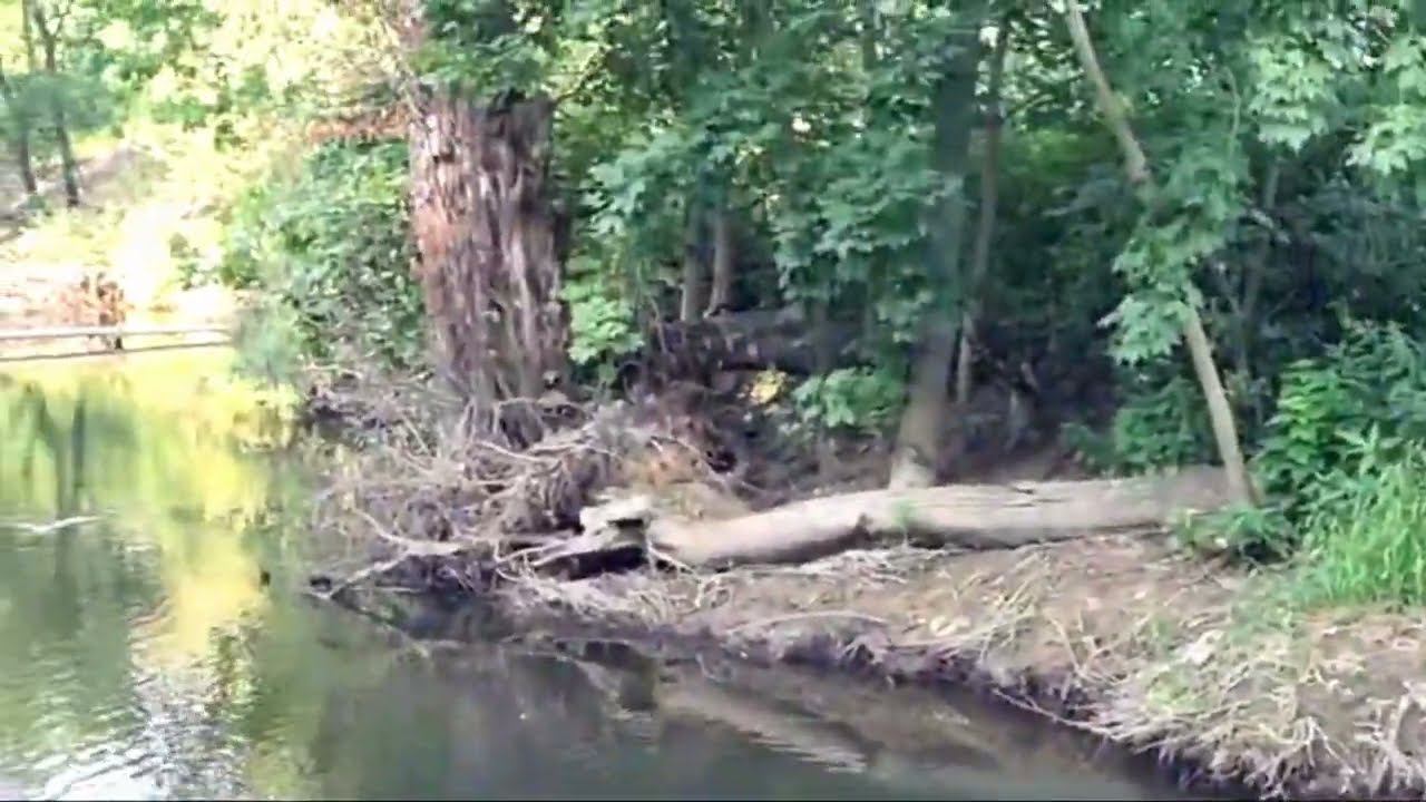 р. Сходня. Природный парк в Куркино.13.07.2024 смотреть онлайн