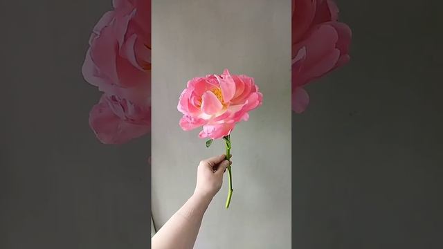 Древовидный пион. Tree peony смотреть онлайн
