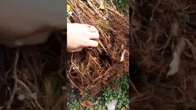 Малина сорт Харитейдж. Подготовка к отправке смотреть онлайн