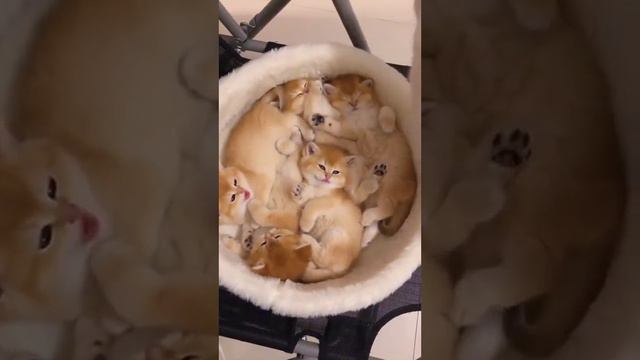 Корзинка милоты смотреть онлайн