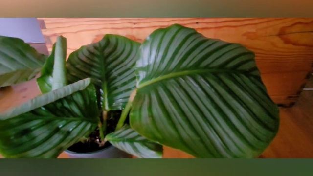 Calathea orbifolia( Калатея орбифолия ) смотреть онлайн
