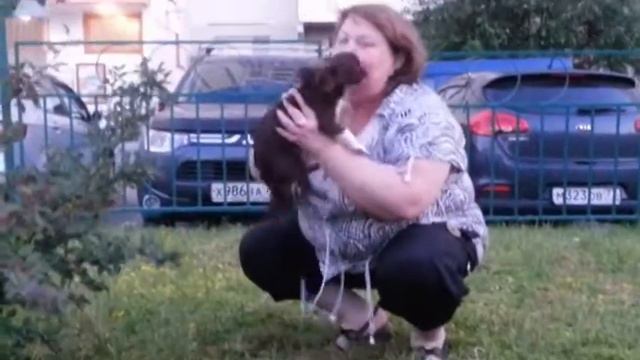 ЗАЙКА чихуашка смотреть онлайн