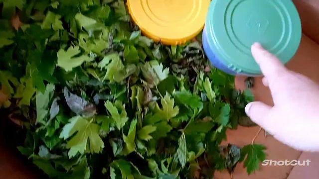 Ферментирую листья чëрной смородины и мяты. ??