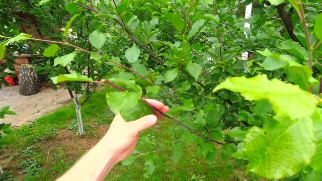 ЛЕТНЯЯ обрезка СЛИВЫ! Два примера 3-х и 5-ти лет Как, когда и зачем! смотреть онлайн